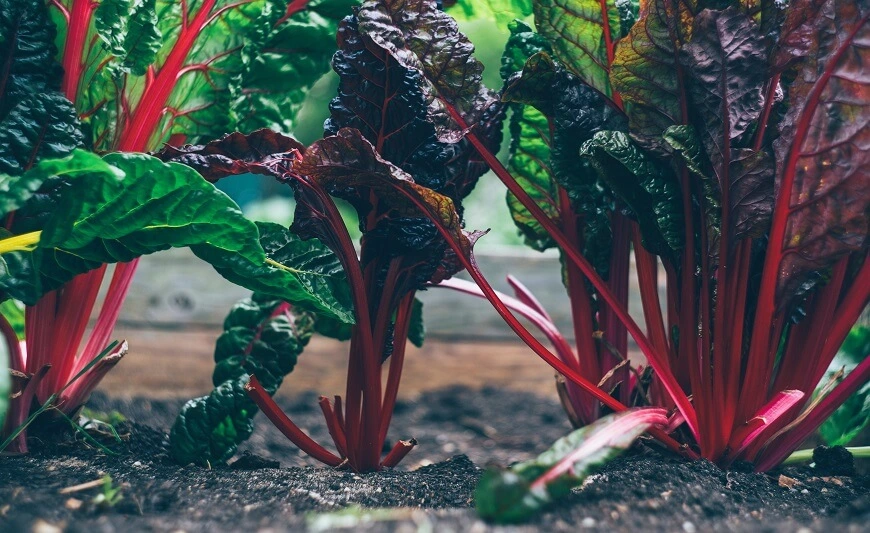 Lasagna Gardening for Beginners: How to Create a Lasagna Garden