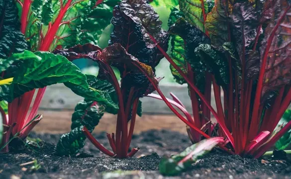 Lasagna Gardening for Beginners: How to Create a Lasagna Garden