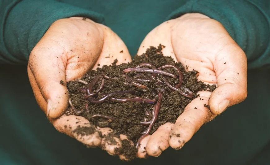 Vermicomposting: My Worm Bin Project